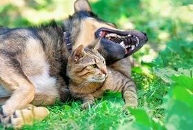 multi pet insurance